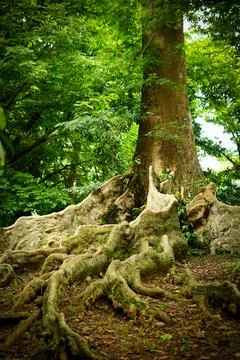 Rain forest trees and its environment fresh green color to refresh mind in .. Foto stock