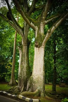 Rain forest trees and its environment fresh green color to refresh mind in .. Stock Photos