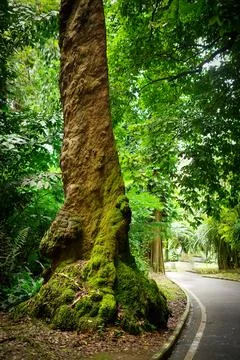 Rain forest trees and its environment fresh green color to refresh mind in .. 스톡 사진