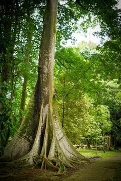 Rain forest trees and its environment fresh green color to refresh mind in .. Stock Photos