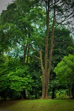 Rain forest trees and its environment fresh green color to refresh mind in .. 스톡 사진