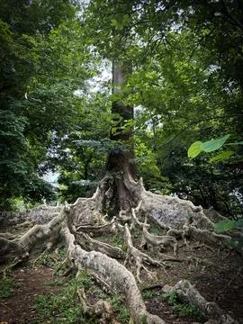 Rain forest trees and its environment fresh green color to refresh mind in .. Stock Photos