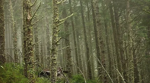 Rain forest trees Stock Footage 1036043