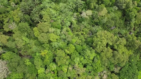 Rain Forest Trees Stock Footage 220521695