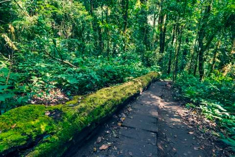 Rain-Forest Trees,Tree of Light Stock Photos