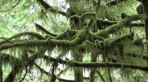 Rain Forest Van. Island.m2ts Stock Footage 1064613