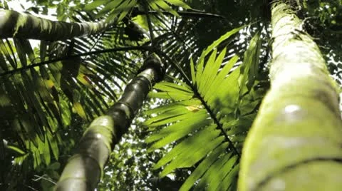 Rain Forest Vegetation 02 Video stock 8994083