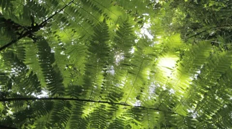 Rain Forest Vegetation 03 Stock Footage 8994087