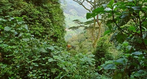 Rain forest vegetation in the bwindi impenetrable national park Stock Photos