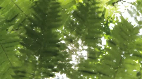 Rain Forest Vegetation Stock Footage 8994061