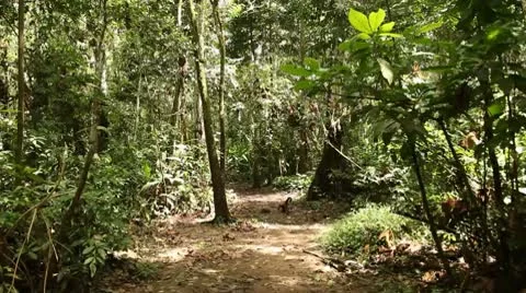 Rain Forest (Walking with a Monkey on a pathway) Stock Footage 10737941
