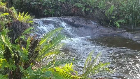 Rain forest water fall Stock Footage 278956830