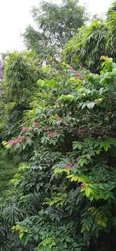 The rain forest zone Stock Photos