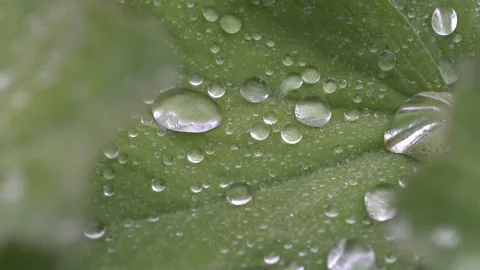 Rain forming drops on a green leaf Stock Footage 276562859