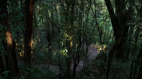 Rain Forrest Stock-Footage 76444814