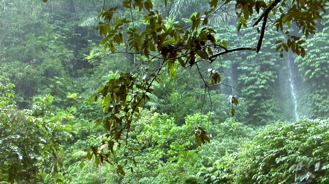 Rain forrest waterfall Stock Footage 108019