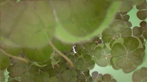 Rain Four Leaf Clover Stock-Footage 33420934