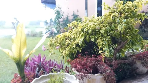 Rain at the Front Yards Stock Footage 237410797