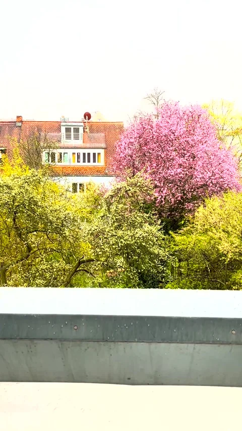Rain with garad on the background of flowering trees. Beautiful spring Stock Footage 271251729