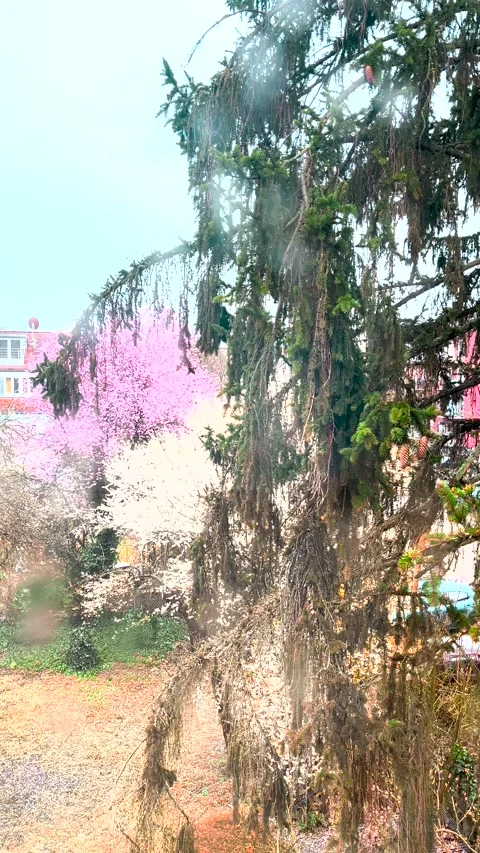 Rain with garad on the background of flowering trees.  Stock Footage 271253013