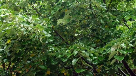 Rain Garden 1 Stock Footage 83996877