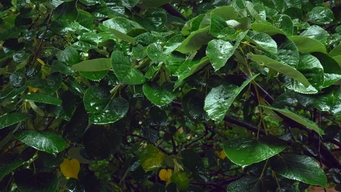 Rain Garden 2 Video stock 83996027