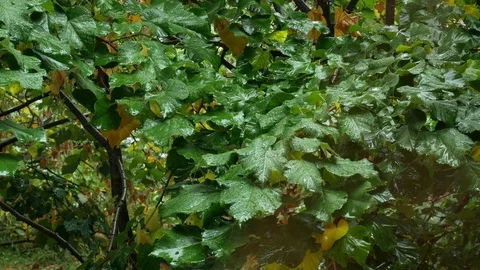 Rain Garden 3 Stock Footage 83996919