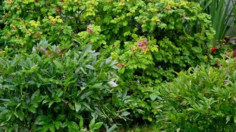 Rain in the garden after a drought Stock Footage 142224608