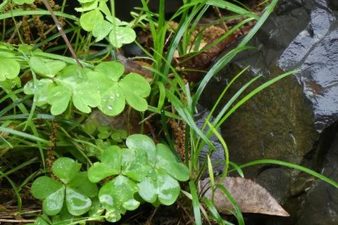Rain Garden Background Foto stock