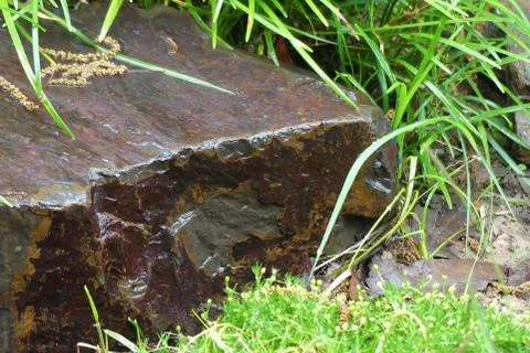 Rain Garden Background Foto stock