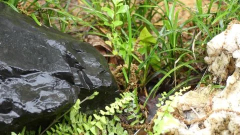 Rain Garden Background Foto stock