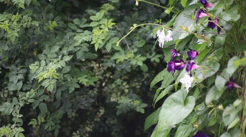 Rain in a garden Stock Footage 26522266
