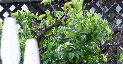 Rain in the Garden Stock Footage 46872611