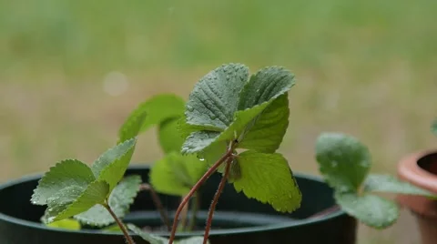 Rain in garden Video stock 50950398