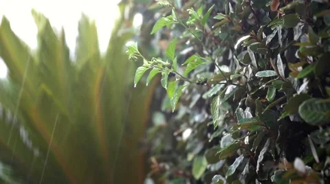 Rain in the garden Stock Footage 54080250