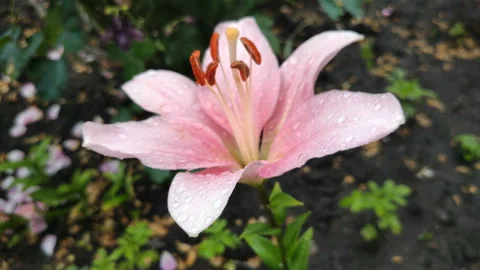 Rain in the garden Stock Footage 111587682