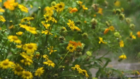 Rain in the garden Stock Footage 113860971