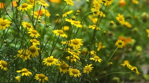 Rain in the garden Stock Footage 113861029