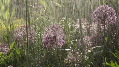 Rain in garden Stock Footage 131093454