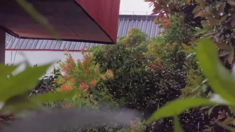 Rain in the garden Stock Footage 297640232