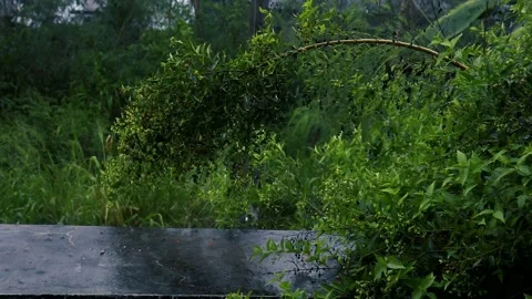 Rain in the garden. Heavy Rain Falling On Tree Leaves Stockbeeldmateriaal 239978708