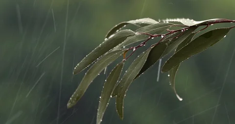 Rain in the garden with out of focus background Stock Footage 126308612