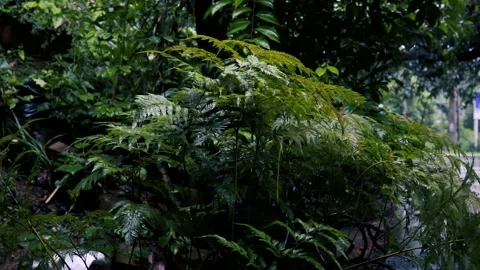 Rain in the garden. Raindrops on leaf tree Vídeos de archivo 237743566