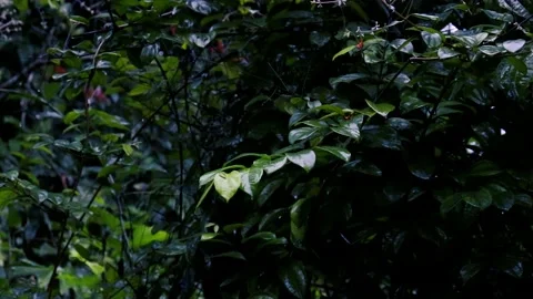 Rain in the garden. Raindrops on leaf tree Vídeos de archivo 237854542