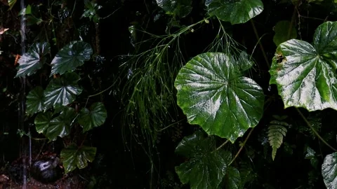 Rain in the garden. Raindrops on leaf tree Stockbeeldmateriaal 237871338