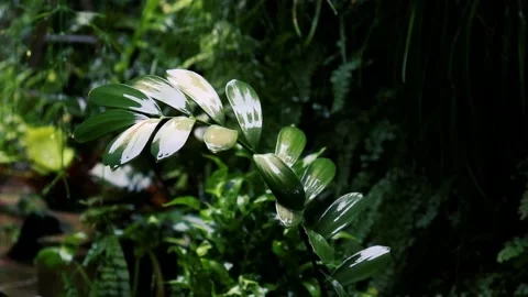 Rain in the  garden. Raindrops on leaf tree Stockbeeldmateriaal 237880733