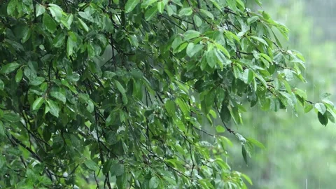 Rain in the garden. Raindrops on leaf trees, Rain Falling On Tree Leaves Stock Footage 243124664