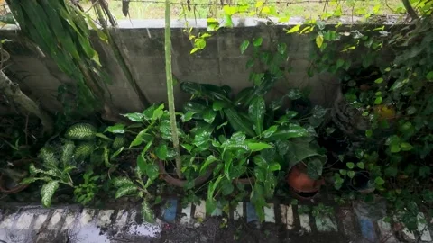 Rain in the garden in slow motion. 動画素材 289679378