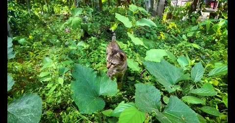 Rain in the garden in slow motion. 動画素材 289679644