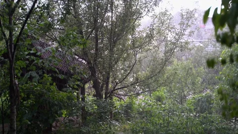 Rain in the garden in summer Stock Footage 160346298